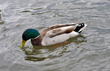 duck on a pond