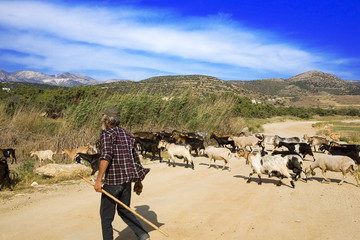 grèce,cyclades,naxos : sud-ouest, chèvres et berger
