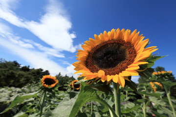 ヒマワリ (昭和記念公園)