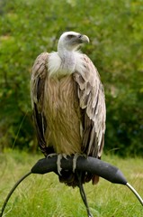 condor