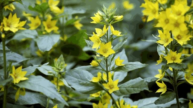 Gold-Felberich