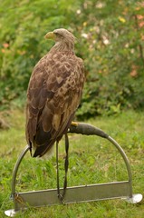 aigle