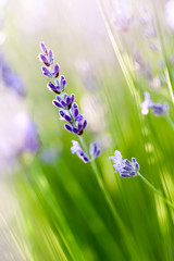 Lavande - lavender