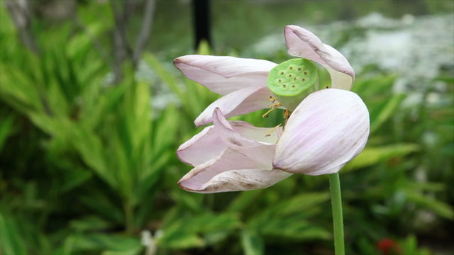 Pink lotus flower in gentle wind