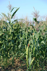 Field of maize