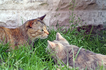 two cats in the garden