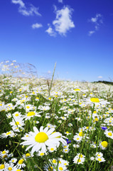 Lato Beskidy © Przemysław.S