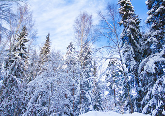 Forever Winter!