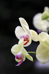 Fototapeta na wymiar Fresh yellow orchid flowers on a branch