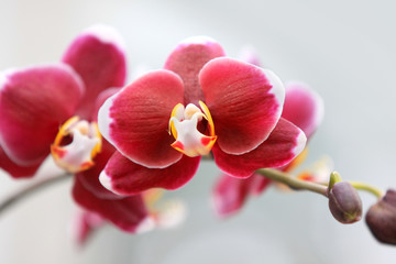 Fresh red orchid flowers on a branch