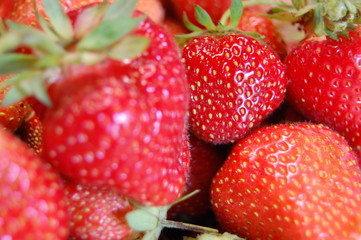 frisch gepflückte Erdbeeren