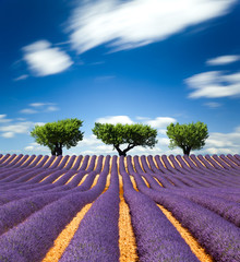 Naklejka na ściany i meble Lavande Provence Francja / Lawendowe pole w Prowansji, Francja