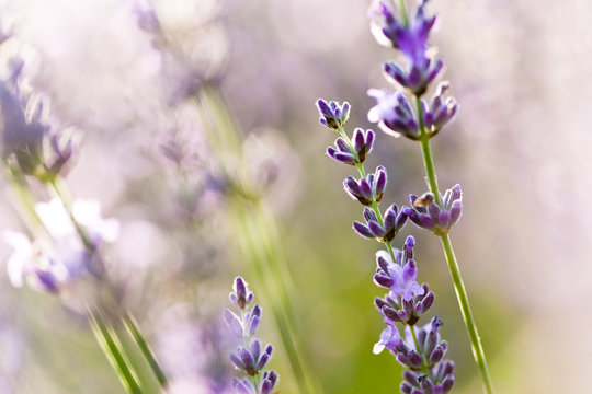Lavande fleur - lavender flower