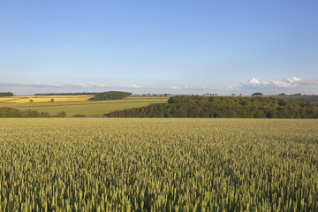 agricultural landscape