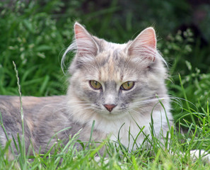 beautiful kitten in the garden