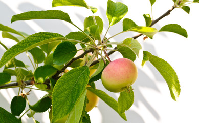 Young rosy apple on the tree