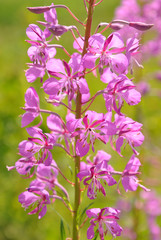 Pink willow-herb