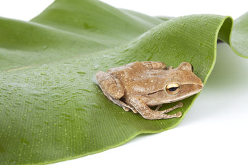 tree frog leaf, A brown tree frog on green fern leaf.