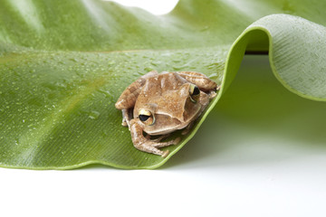 hiding frog, a tree frog hiding behind green fern leaf.