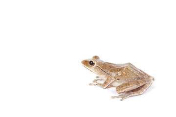 tree frog, Isolate side brown tree frog on white screen.