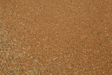 Grains de blé