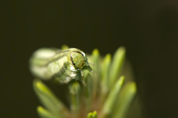 Gilpinia virens