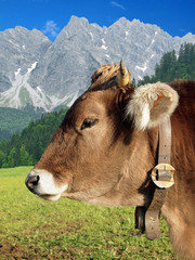 Kuh mit Alpen