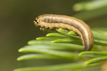 Gilpinia frutetorum