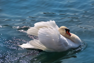 Swan in blue water