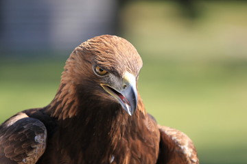 Steinadler