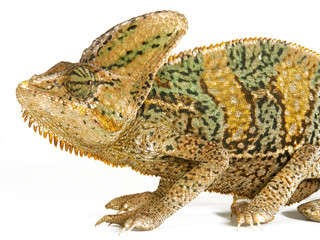 Obraz premium Camaleon africano en fondo blanco.