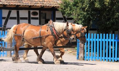 Chevaux de trait
