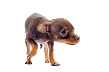 Obraz premium chiot chihuahua soumis