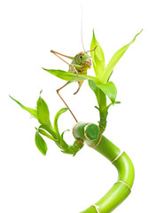 Green grasshopper on a branch of bamboo on a white background