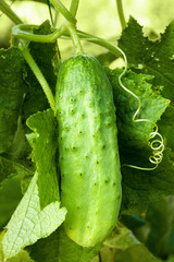 Ripe cucumber