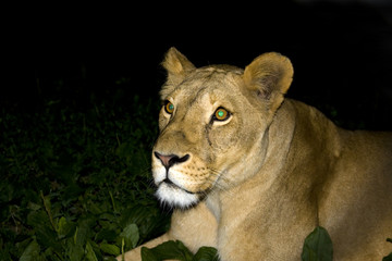 Fototapeta premium Lioness at night (Panthera leo)