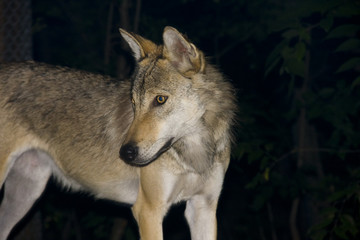 Naklejka na ściany i meble European grey wolf (Canis lupus) at night