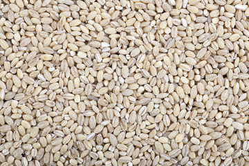 Barley Wheat