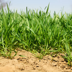 Wheat grass