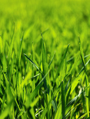 Green corn field closeup
