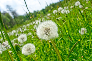 Dandelions on the green meadow