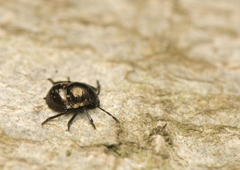 Nymph