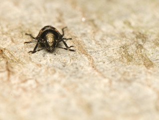 Nymph