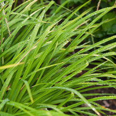 Fototapeta premium Fresh grass with dew drops close up