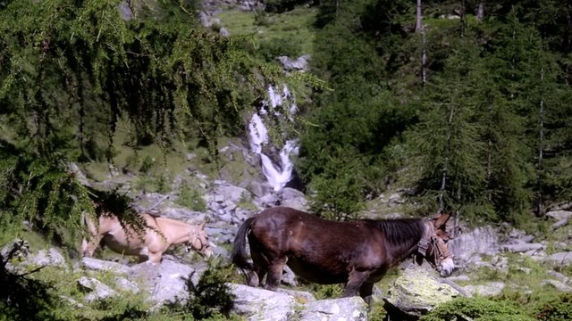 muli nella natura selvaggia