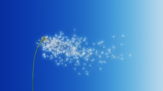 Dandelion Blue Gradient (with Matte)