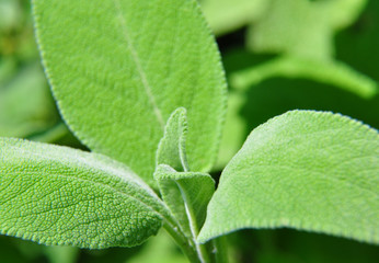 Salbei (Salvia officinalis)
