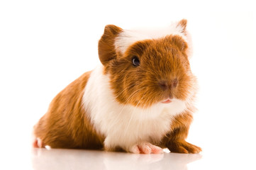 baby guinea pig