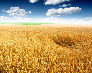 Wheat field