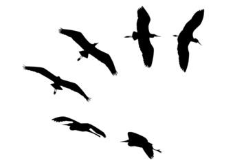 Reiher im Flug